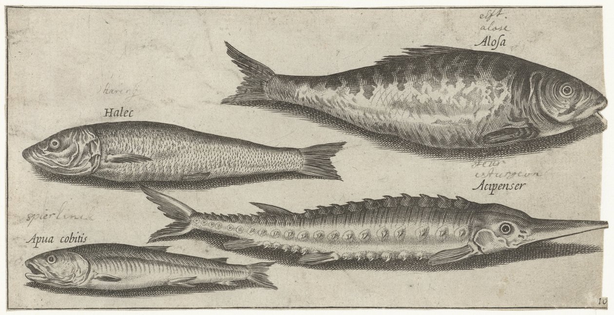 Sábalo, esturión, eperlano y arenque Pesca (título de la serie) Iconos de Piscium vivae (título de la serie) de Pierre Firens