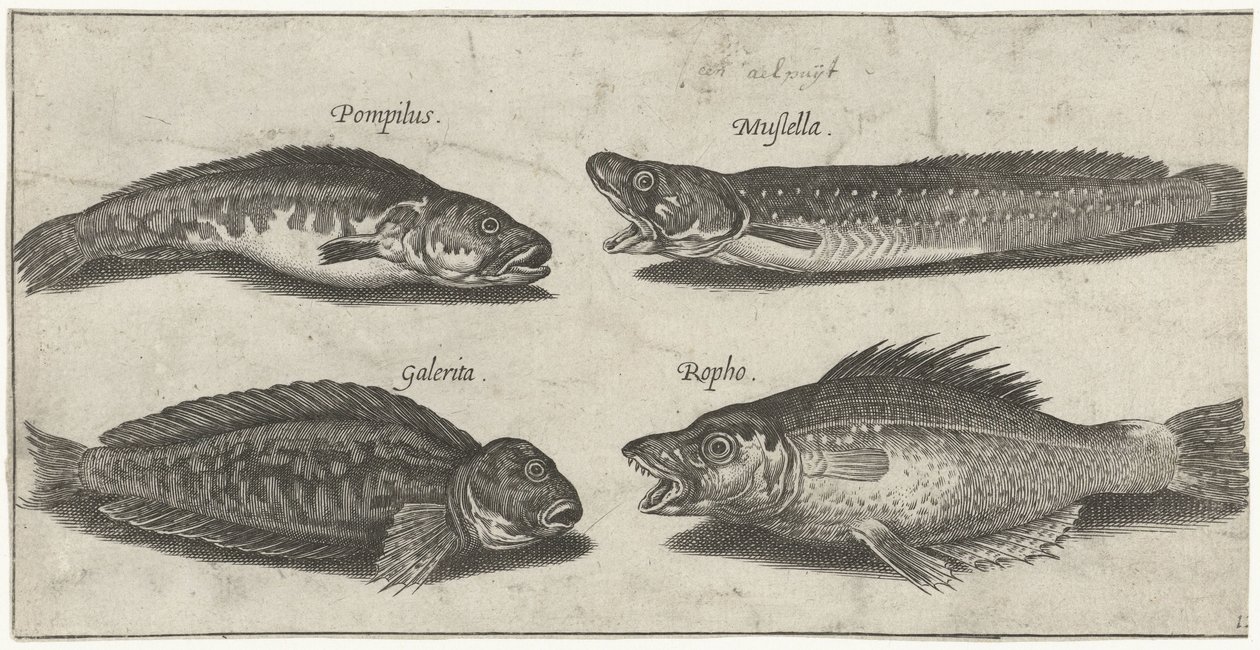 Bacalao a la horquilla, mero, blenio cornudo y pescado negro Pesca (título de la serie) Iconos de Piscivm vivae (título de la serie) de Pierre Firens