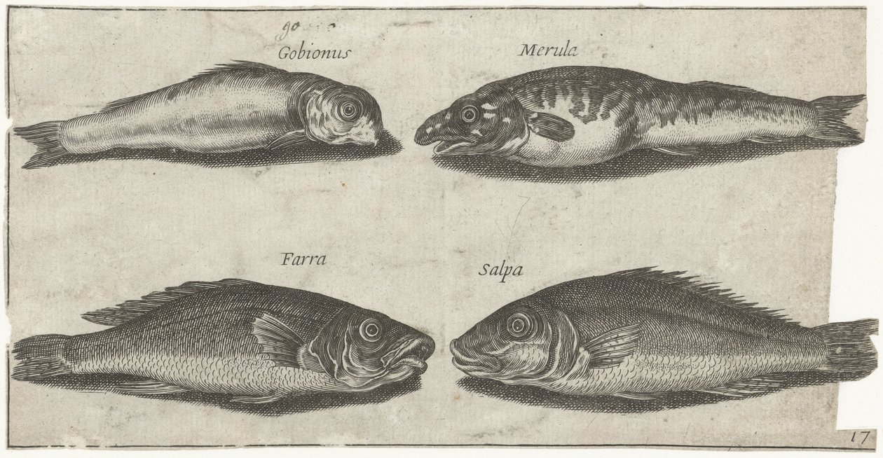 Gobio, bogo, pescadilla y otro pez Pesca (título de la serie) Iconos de Piscivm vivae (título de la serie) de Pierre Firens
