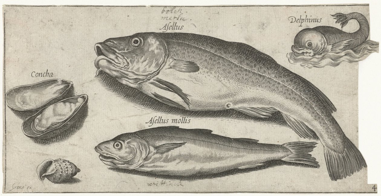 Bacalao, pescadilla, delfín y conchas Pesca (título de la serie) Iconos de Piscium vivae (título de la serie) de Pierre Firens