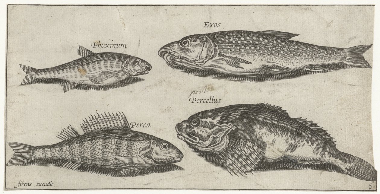 Carpa, pececillo, bagre y una perca Pesca (título de la serie) Iconos de Piscium vivae (título de la serie) de Pierre Firens