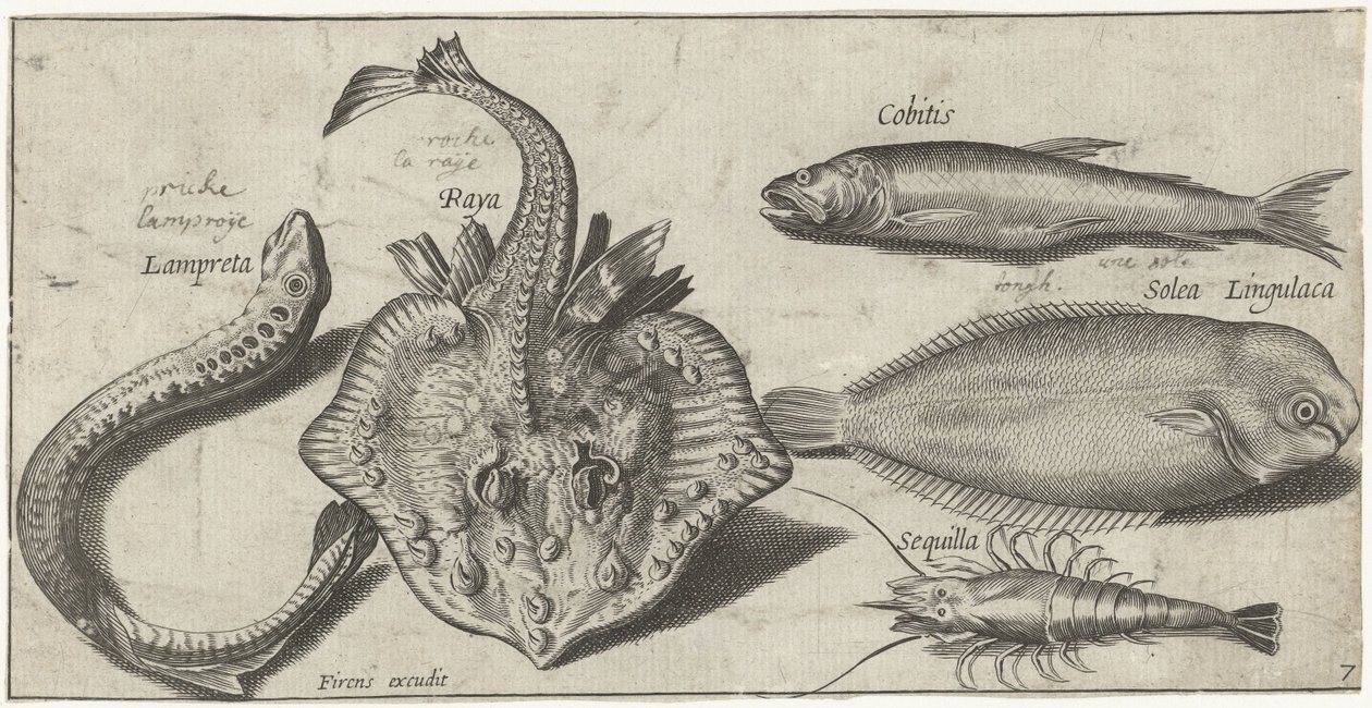 Raya, lamprea de mar, camarones y otros dos peces Pesca (título de la serie) Iconos de Piscivm vivae (título de la serie) de Pierre Firens