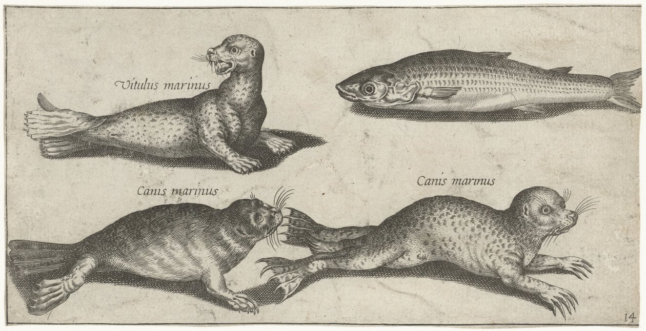 Dos focas, un león marino y un salmonete Pesca (título de la serie) Iconos de Piscivm vivae (título de la serie) de Pierre Firens