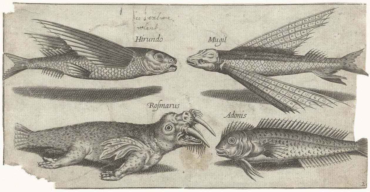 Ronco volador, bulto, blenio y una morsa Pesca (título de la serie) Iconos de Piscivm vivae (título de la serie) de Pierre Firens