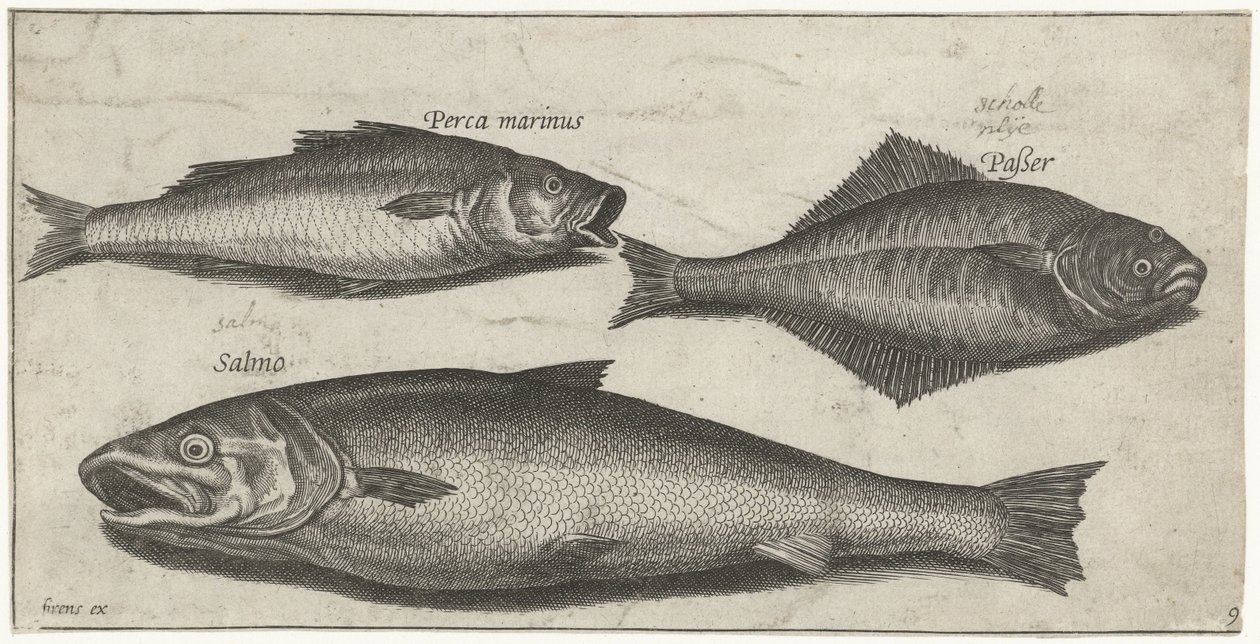 Lubina, lenguado y salmón Pesca (título de la serie) Iconos de Piscium vivae (título de la serie) de Pierre Firens