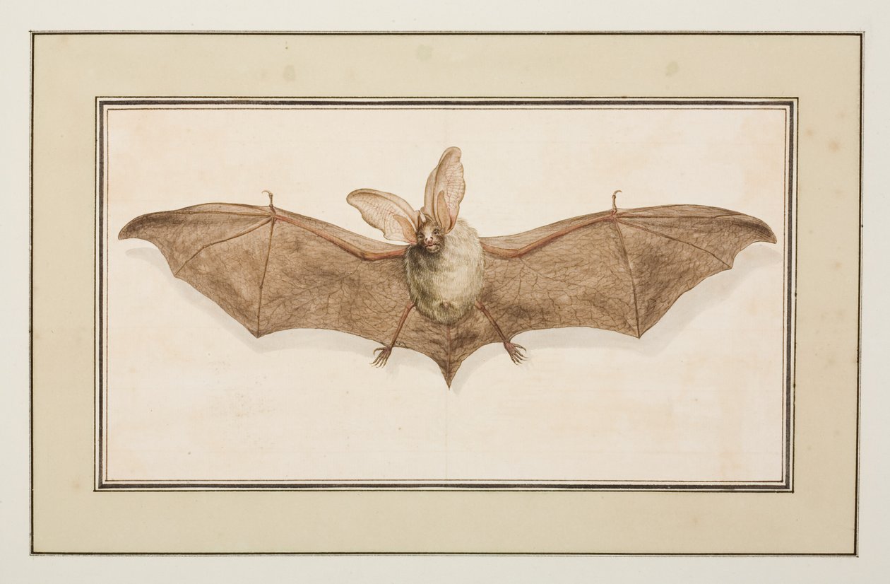 Murciélago orejudo pardo, c.1755-65 (acuarela sobre papel) de Pierre Francois Ledoulx