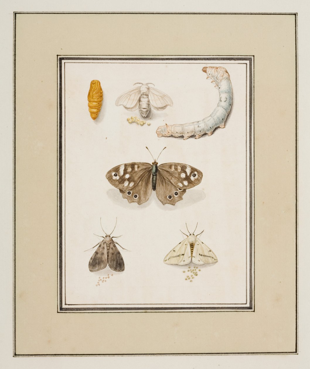 Mariposas, polillas y orugas, c.1755-65 (acuarela sobre papel) de Pierre Francois Ledoulx