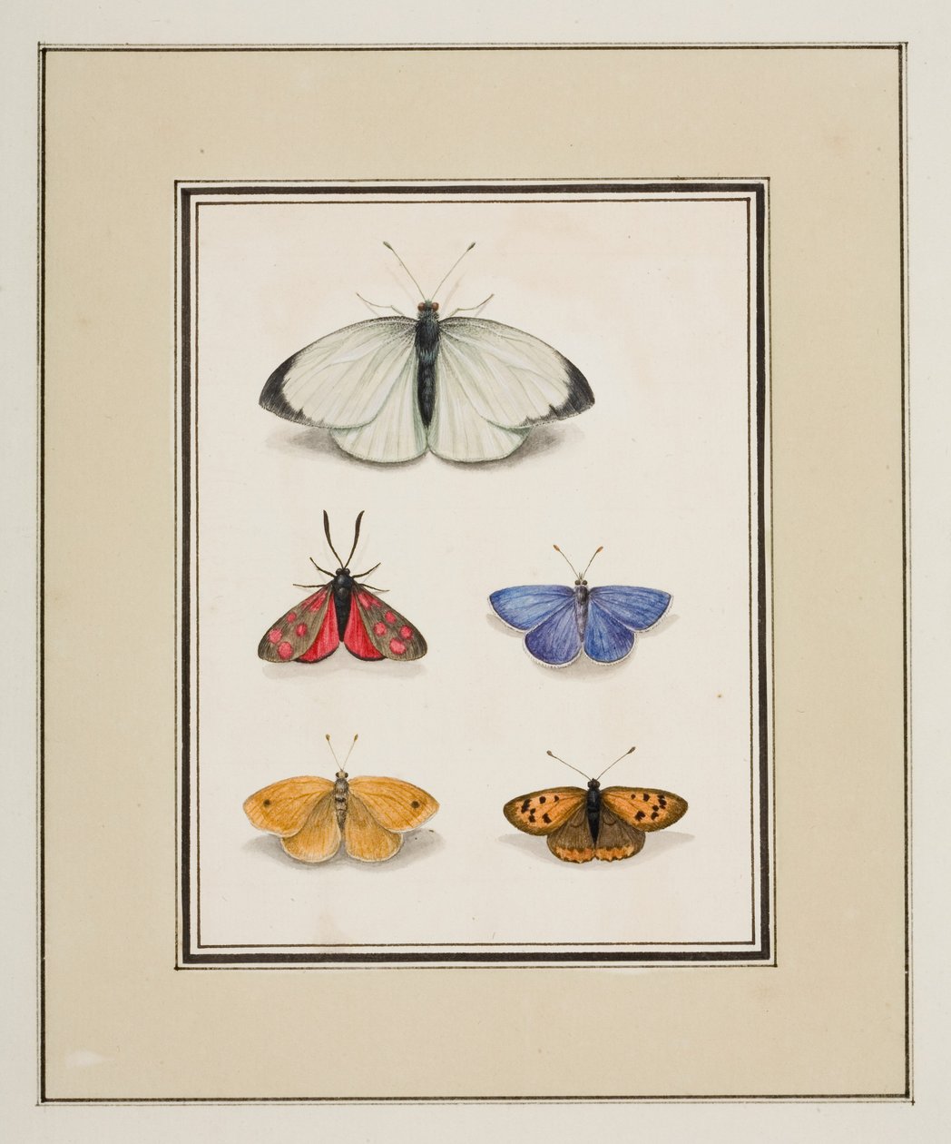 Mariposas, c.1755-65 (acuarela sobre papel) de Pierre Francois Ledoulx