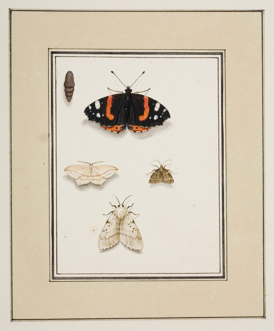 Mariposas, c.1755-65 (acuarela sobre papel) de Pierre Francois Ledoulx