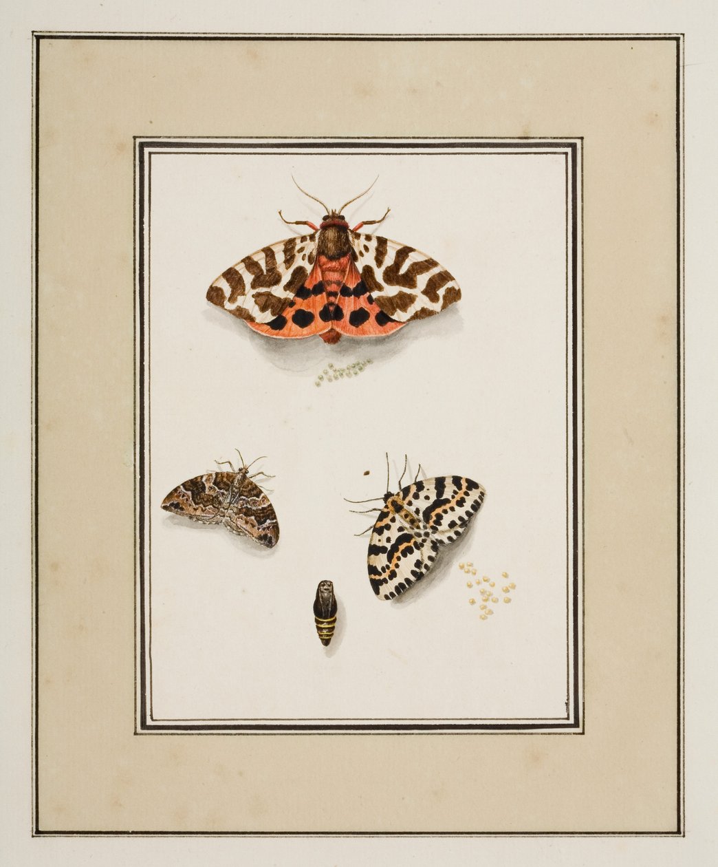 Mariposas, c.1755-65 (acuarela sobre papel) de Pierre Francois Ledoulx