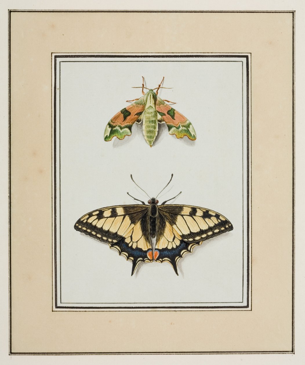 Polilla halcón y mariposa cola de golondrina del Viejo Mundo, c.1755-65 (acuarela sobre papel) de Pierre Francois Ledoulx