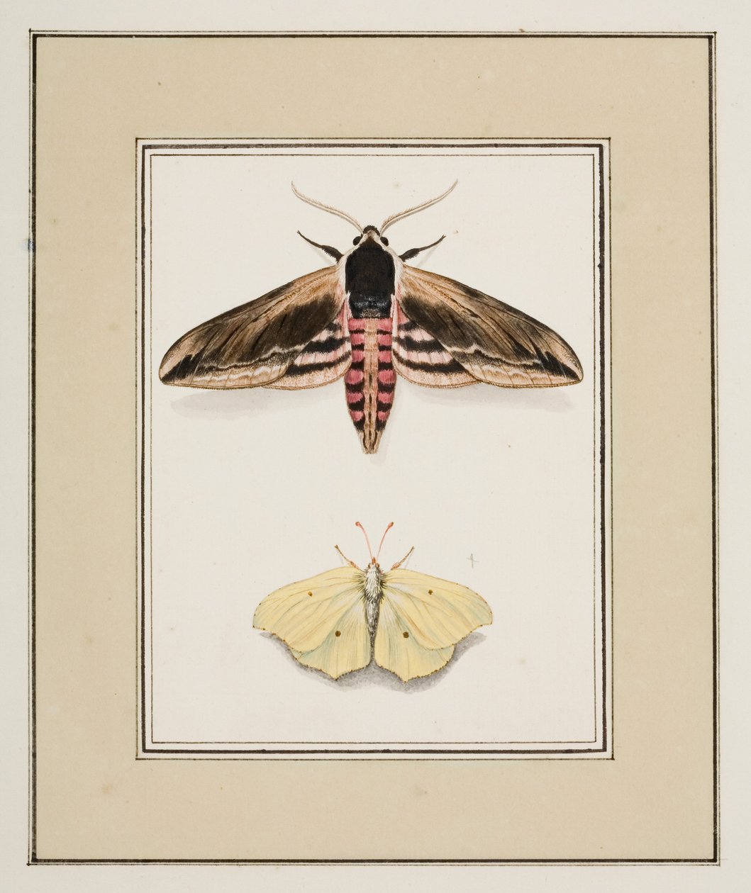 Polilla del aligustre y azufre común, c.1755-65 (acuarela sobre papel) de Pierre Francois Ledoulx