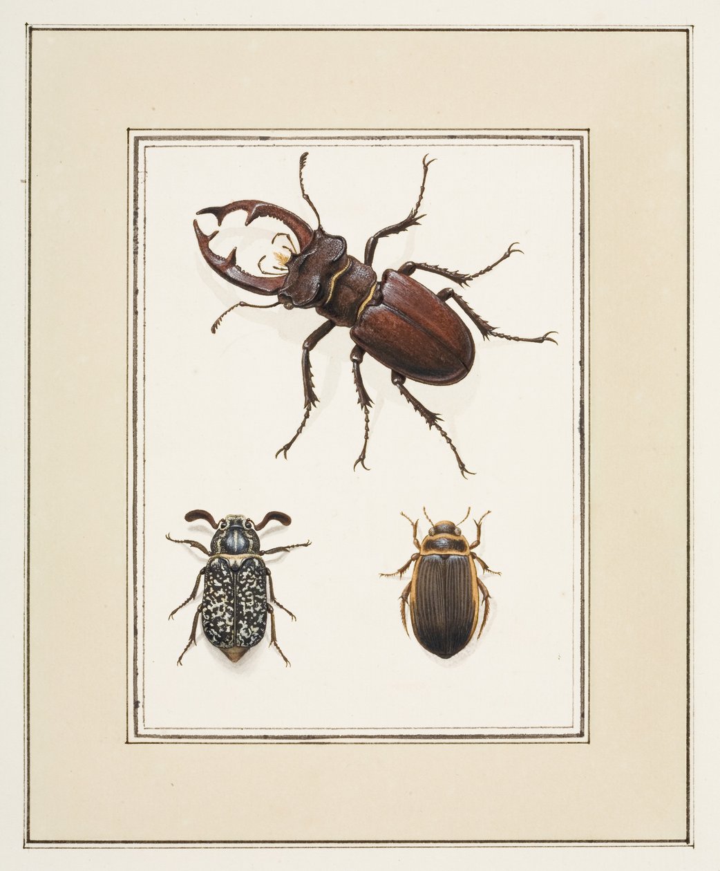 Escarabajos ciervo, pinzón y geelgerande, c.1755-65 (acuarela sobre papel) de Pierre Francois Ledoulx