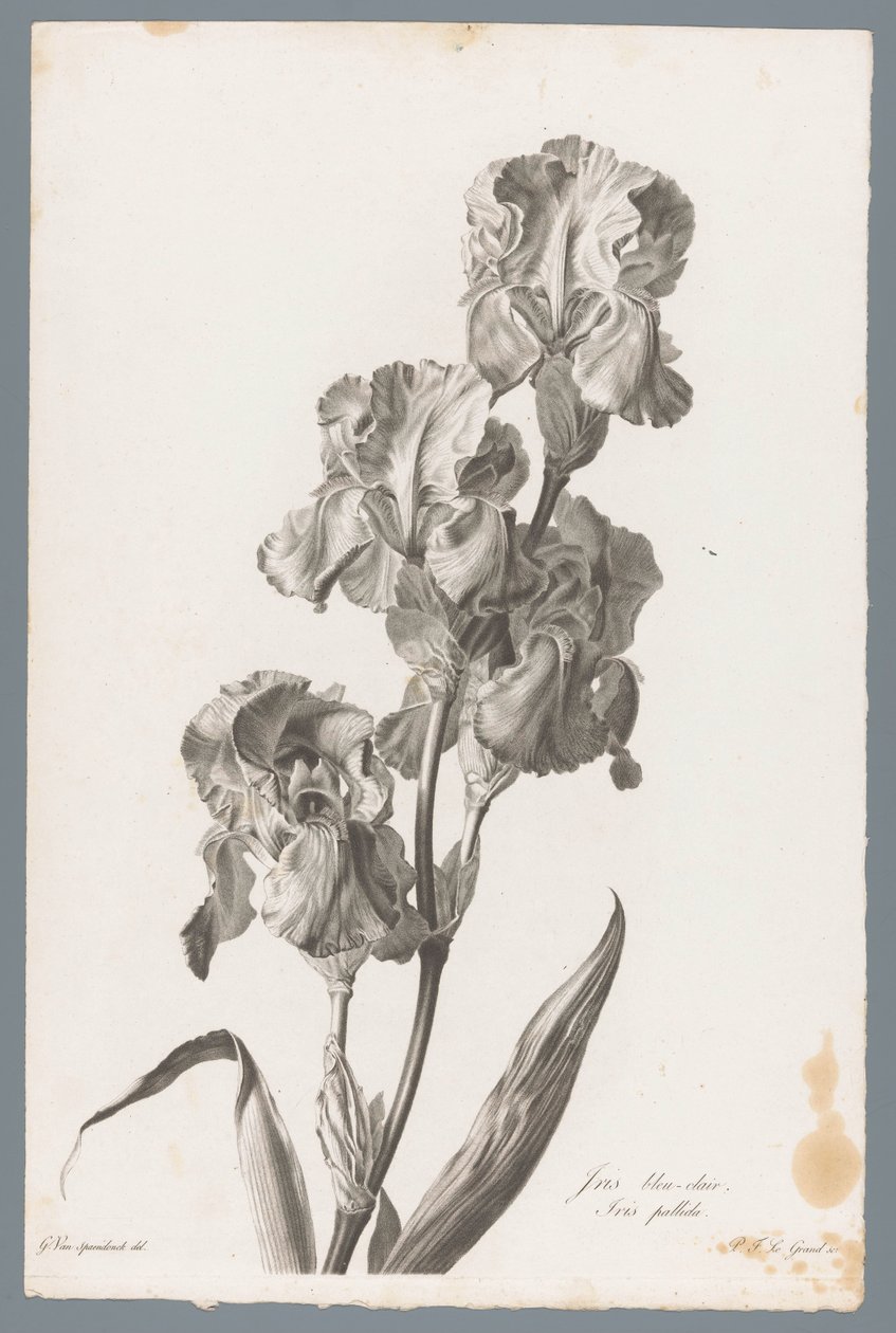 Lirio de Dalmacia
Iris bleu-clair / Iris pallida (título en el objeto)
Fleurs dessinées d