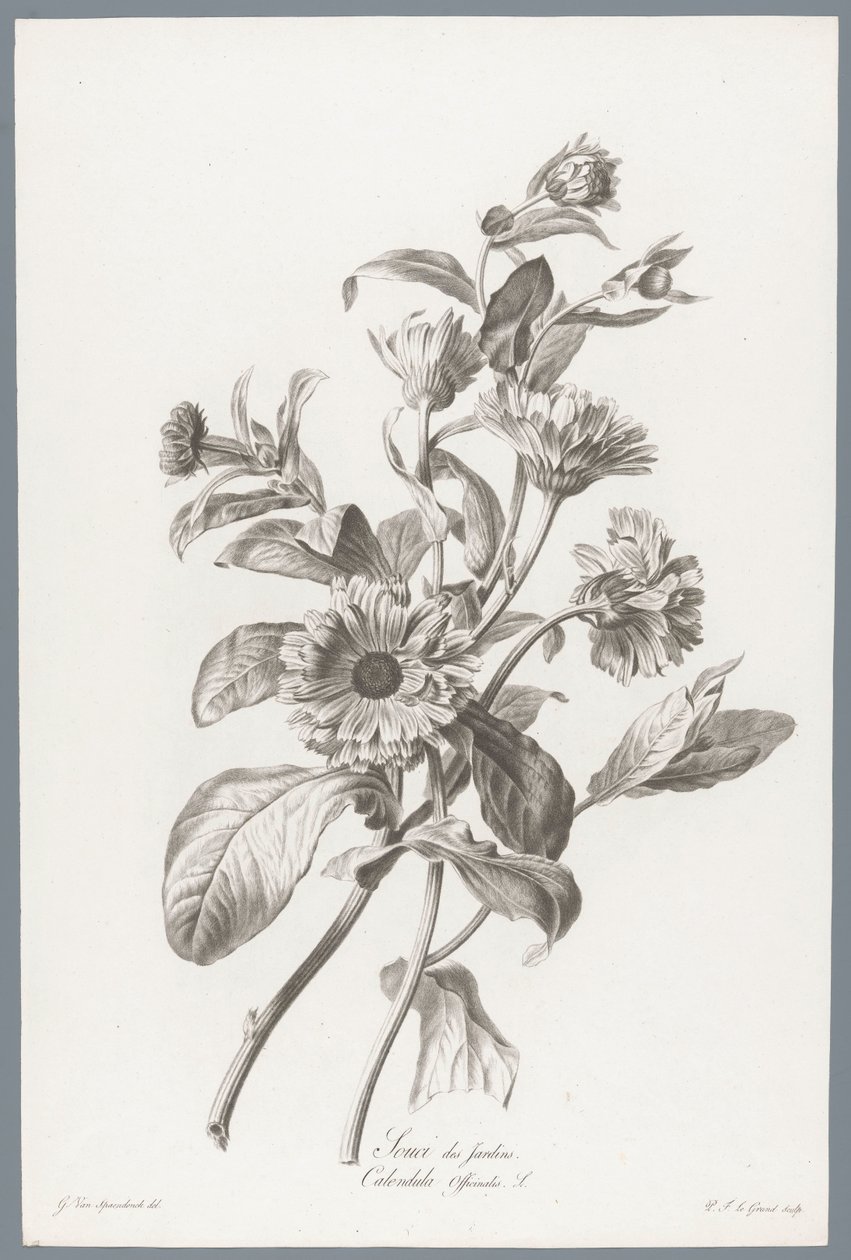 Goudsbloem
Caléndula de jardín / Calendula Officinalis L. (título del objeto)
Flores extraídas de la naturaleza (...) (título de la serie) de Pierre François Legrand