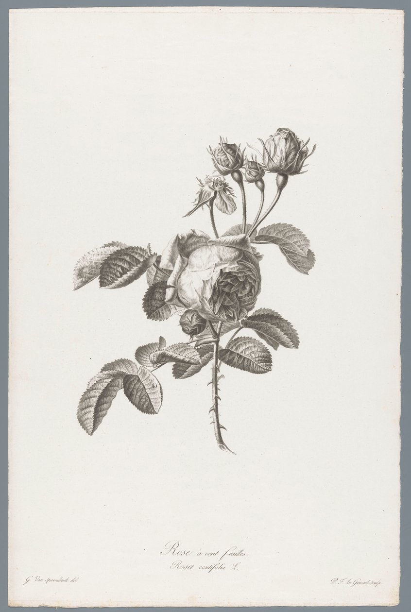Honderdbladige roos
Rose à cent feuilles / Rosa centifolia L. (título en el objeto)
Flores extraídas de la naturaleza (...) (título de la serie) de Pierre François Legrand