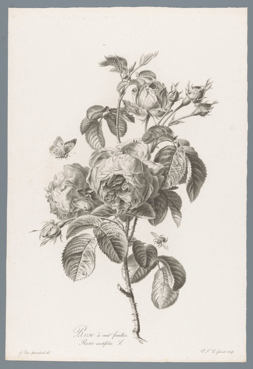 Honderdbladige roos
Rose à cent feuilles / Rosa centifolia L. (título en el objeto)
Flores extraídas de la naturaleza (...) (título de la serie) de Pierre François Legrand