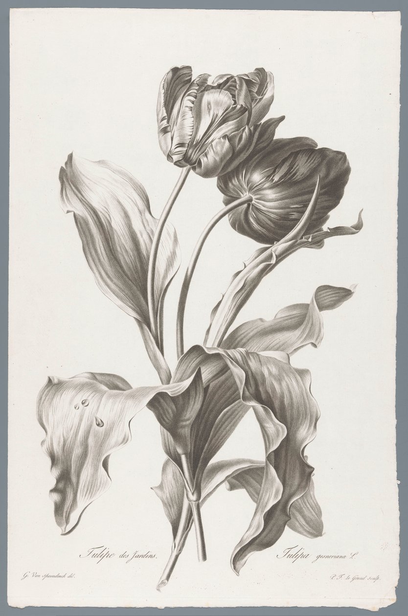 Tulp
Tulipán de jardín / Tulipa gesneriana L. (título en el objeto)
Flores dibujadas del natural (...) (título de la serie) de Pierre François Legrand