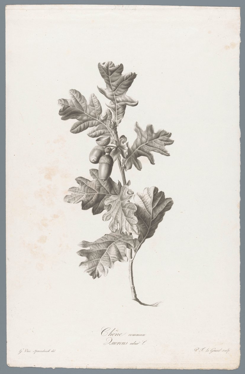 Zomereik
Roble común / Quercus robur L. (título en el objeto)
Flores extraídas de la naturaleza (...) (título de la serie) de Pierre François Legrand