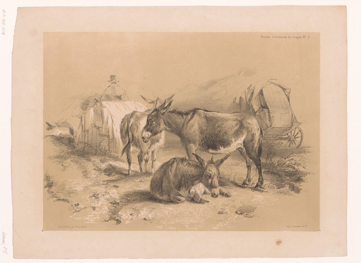 Estudio de tres burros
Estudios sobre animales de Cooper (título de la serie)
Études d