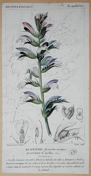 Acanthus Mollis, c.1820 de Pierre Jean Francois (after) Turpin