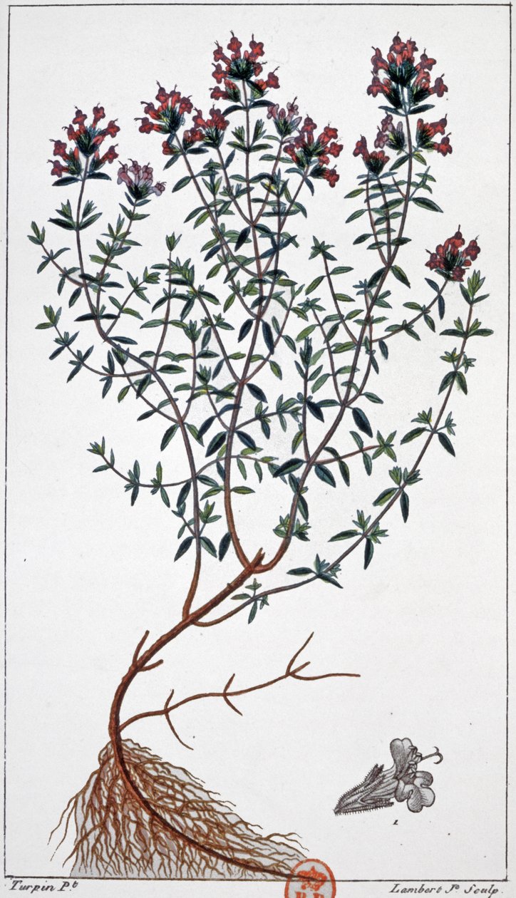 Tomillo, c.1850 (grabado) de Pierre Jean Francois (after) Turpin
