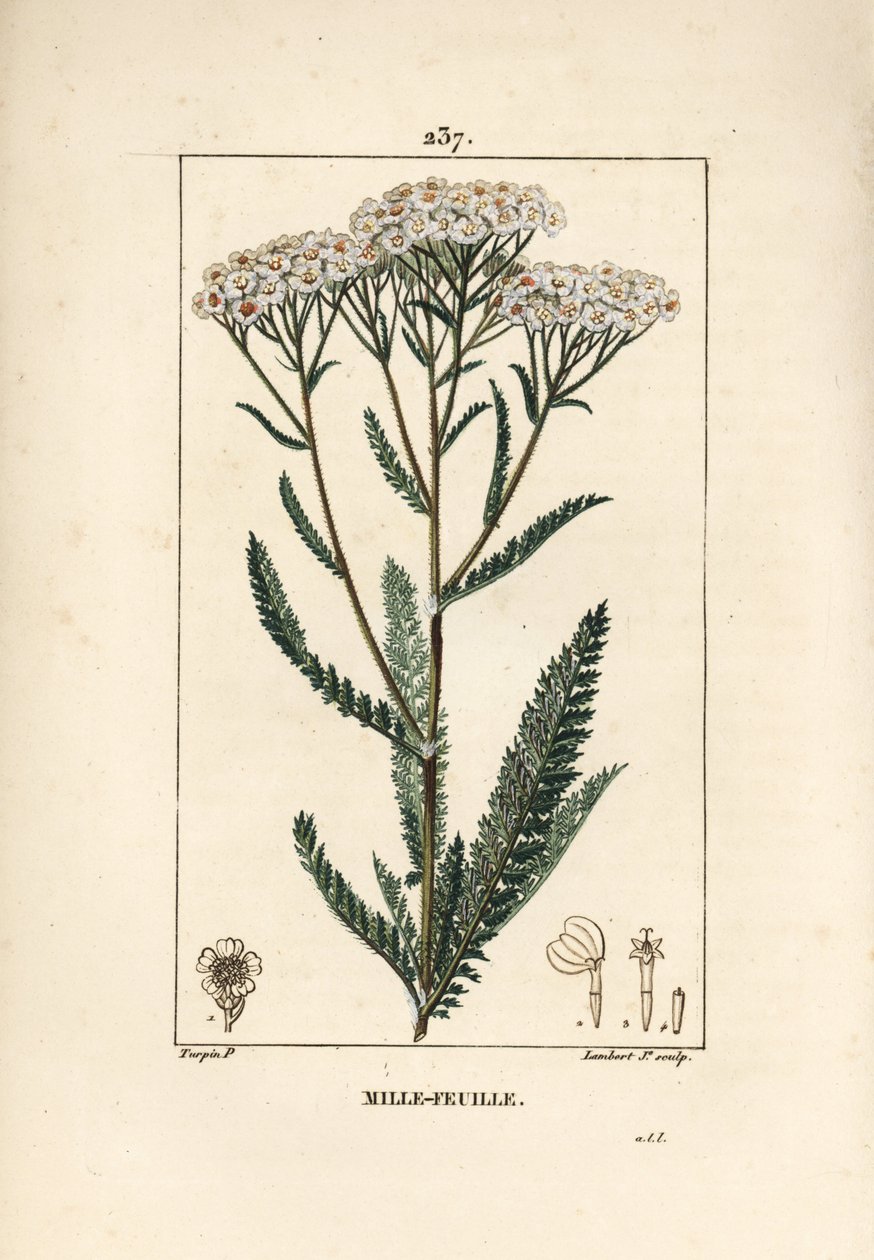 Achillea milenrama - Milenrama, Achillea millefolium. Ilustración de La Flore Medicale de Pierre Jean Francois Turpin