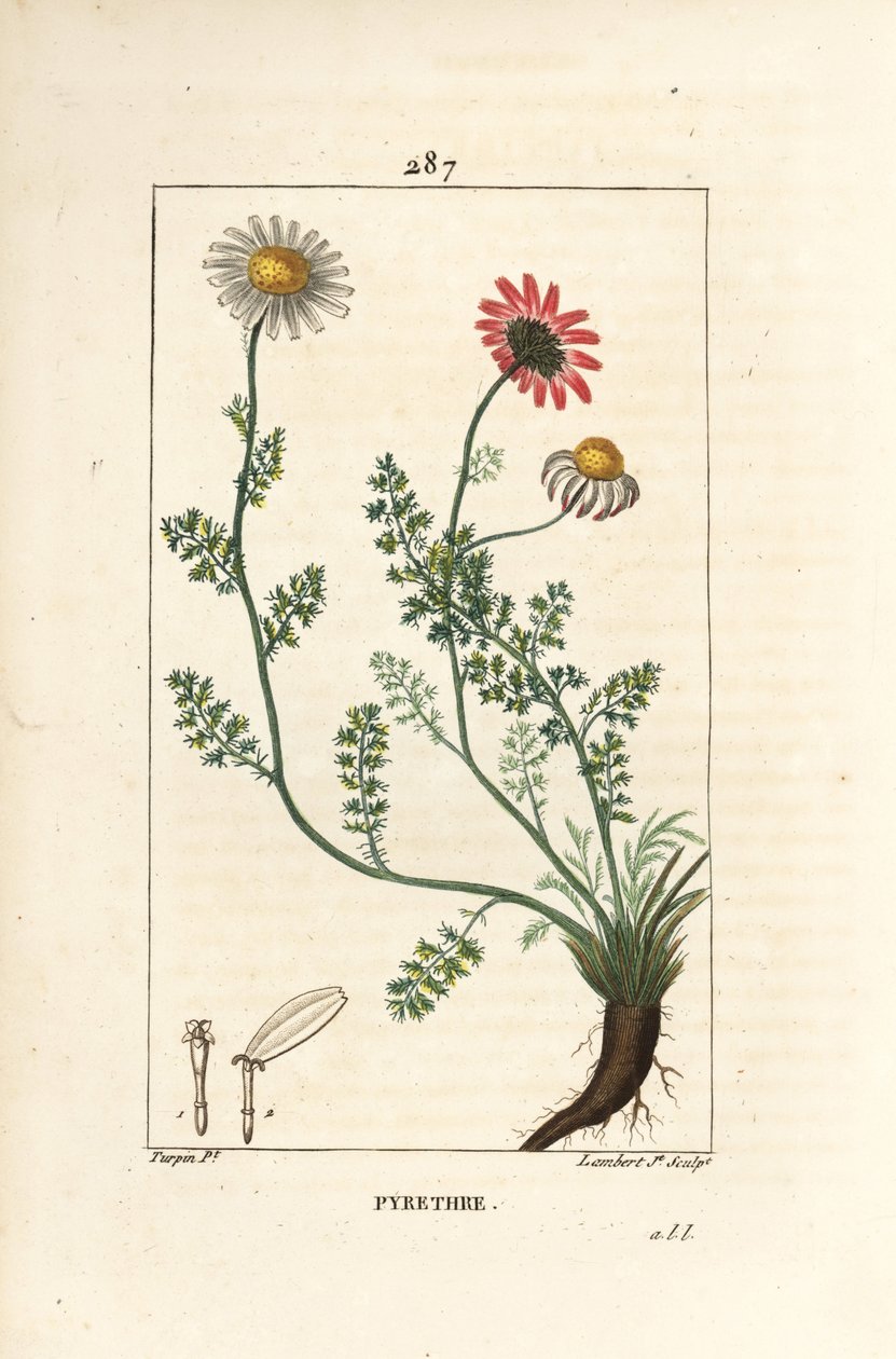 Piretro africano - Pellitory de España, Anthemis pyrethrum (Anacyclus pyrethrum) con flores, hoja, tallo y raíces. Grabado en cobre a mano coloreado por Lambert Junior de un dibujo de Pierre Jean-Francois Turpin de 