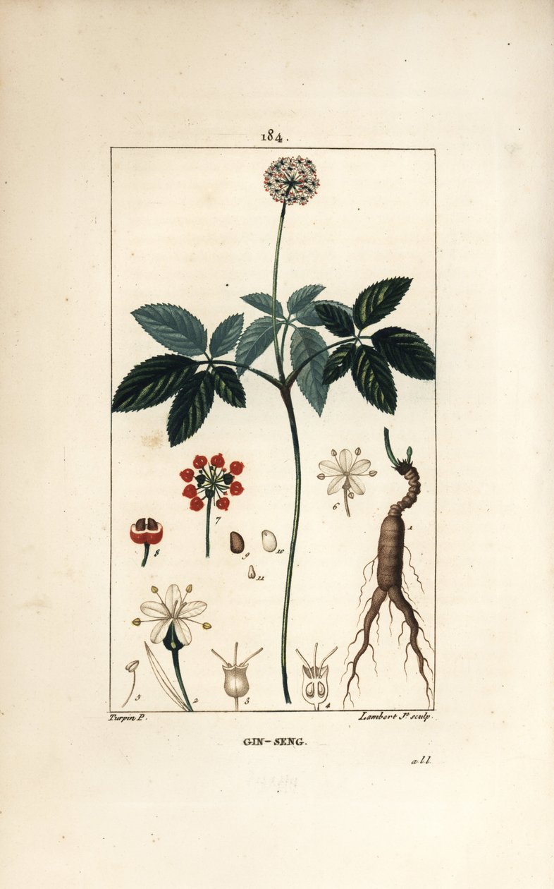 Ginseng americano, mostrando flor, hoja, semilla y raíz de Pierre Jean Francois Turpin