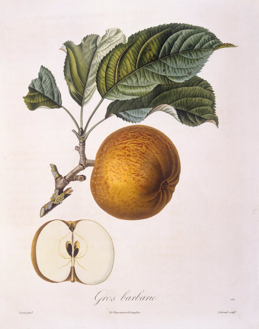 Manzana "Gros barbarie", placa botánica de Pierre Jean Francois Turpin de Pierre Jean Francois Turpin
