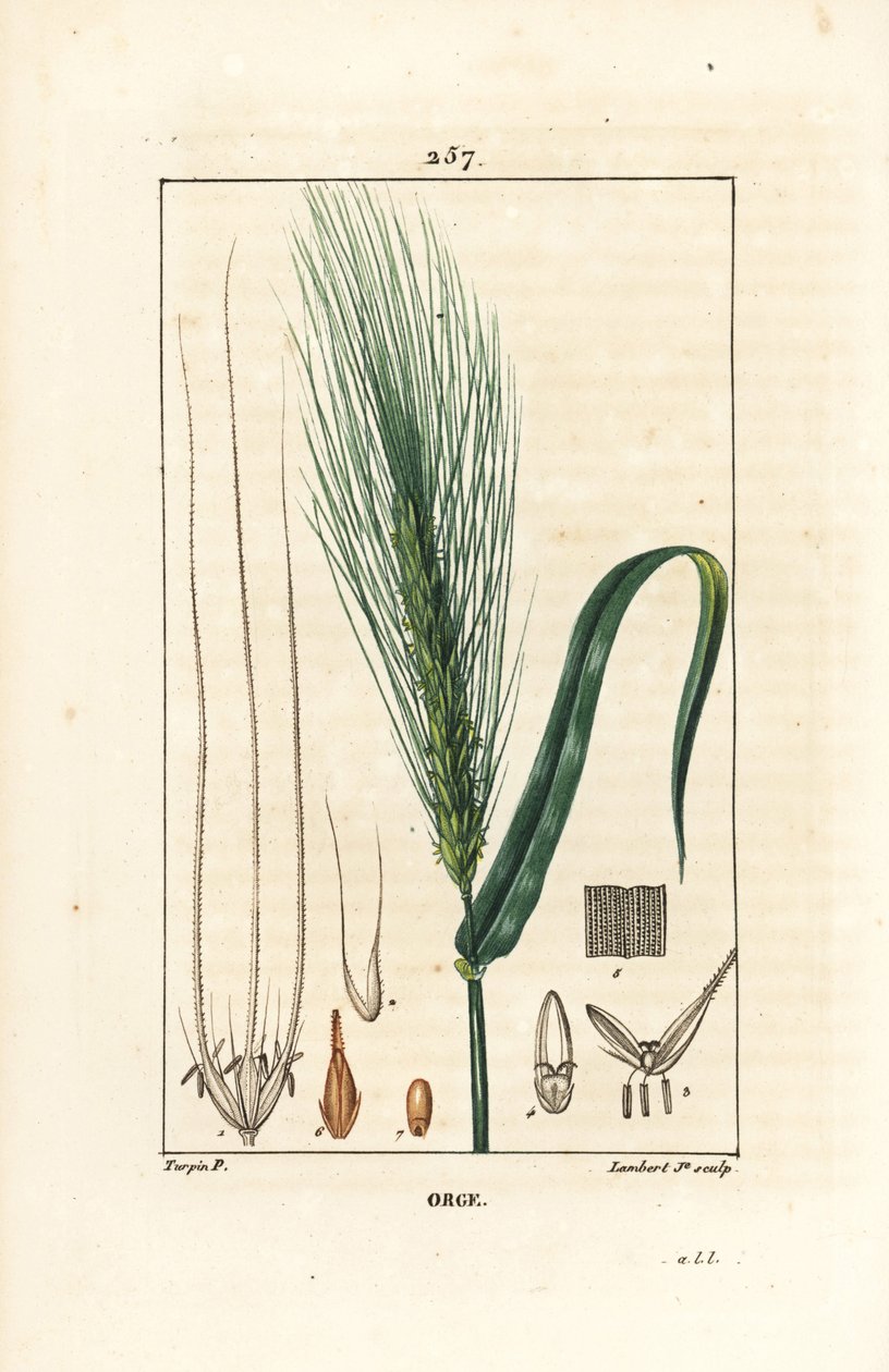 Cebada - Cebada, Hordeum vulgare, mostrando tallo, hoja y espiga de semilla. Grabado en cobre a puntos coloreado a mano por Lambert Junior de un dibujo de Pierre Jean-Francois Turpin de Chaumeton, Poiret y Chamberet