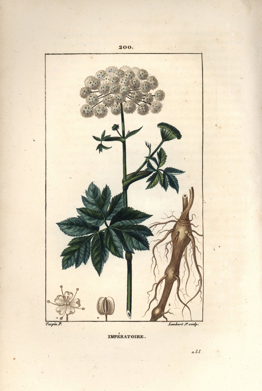 Benjuí o imperatoria - Masterwort, Imperatoria ostruthium, con flor, hoja y raíz. Grabado en cobre a puntos coloreado a mano por Lambert Junior de un dibujo de Pierre Jean-Francois Turpin de Chaumeton, Poiret y Chamberet