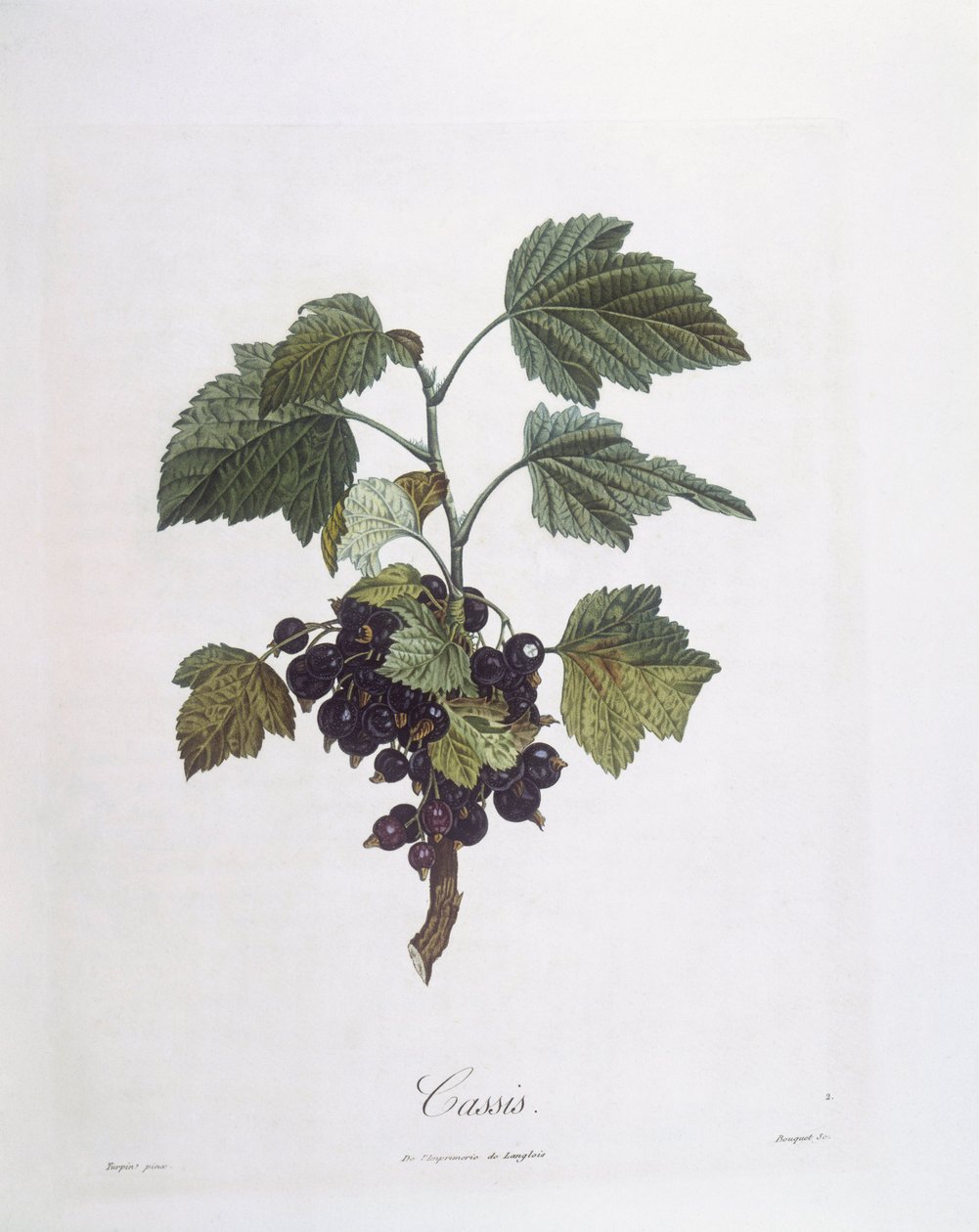 Grosella negra (Ribes nigrum) o cassis Noir de Bourgogne, placa botánica de Pierre Jean Francois Turpin de Pierre Jean Francois Turpin