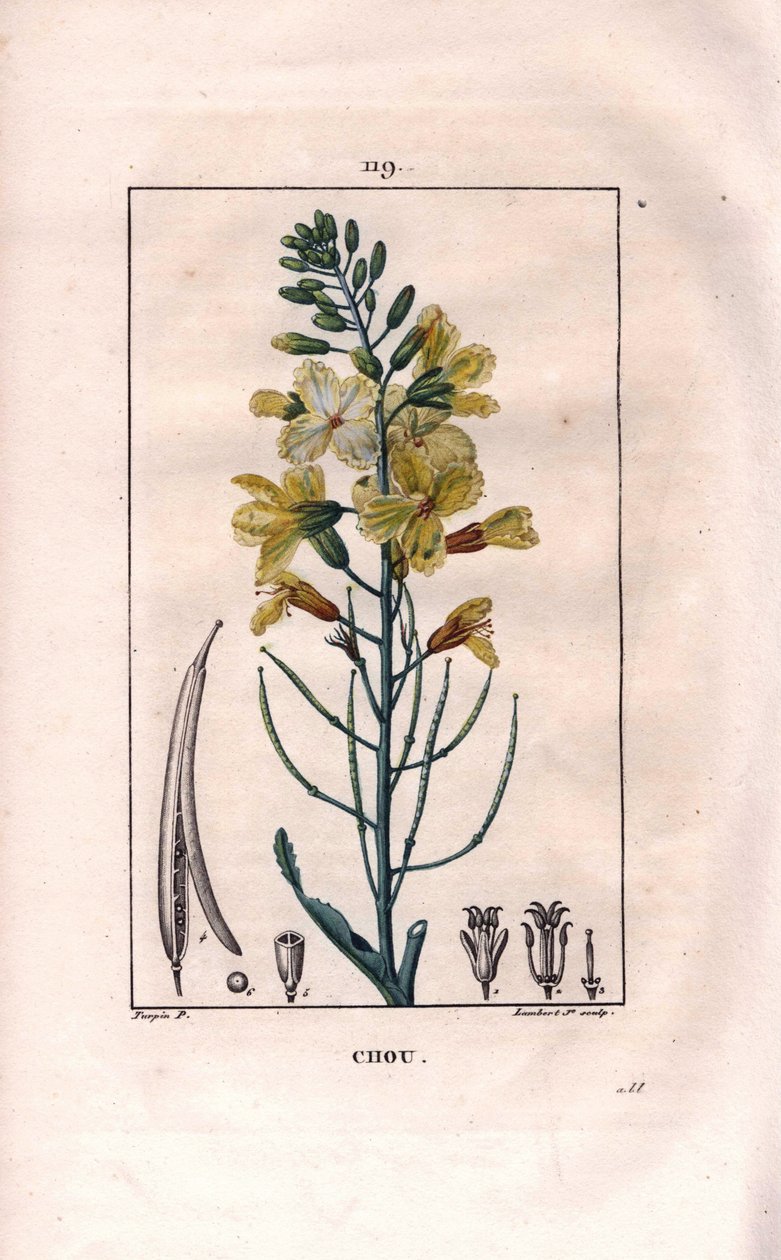 Botánica: flor de col - Flor de col, Brassica oleracea. Grabado en cobre a mano coloreado por Lambert de un dibujo de Pierre Jean-Francois Turpin del libro “La Flore Medicale,” París, Panckoucke de Pierre Jean Francois Turpin