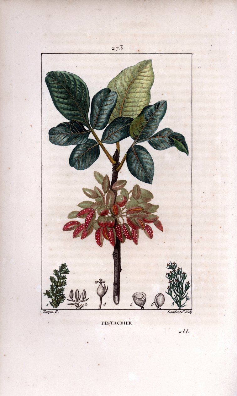 Botánica: "Pistacho, rama y fruto (árbol de pistacho, Pistacia vera, con rama, hojas, frutos maduros). Grabado en cobre a mano coloreado por Lambert Junior a partir de un dibujo de Pierre Jean-Francois Turpin del libro de Chaumeton, Poiret y Chamberet de Pierre Jean Francois Turpin