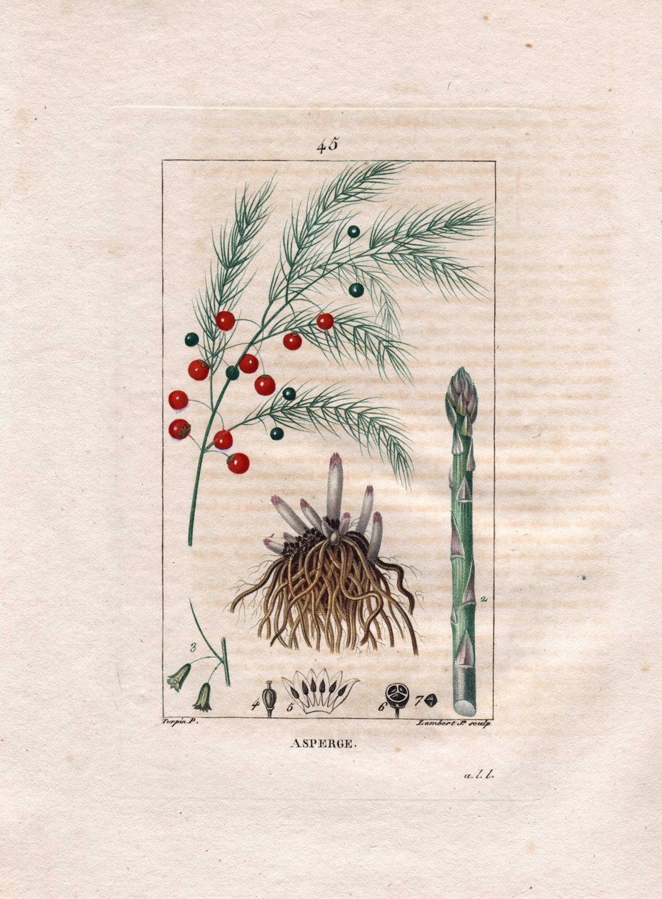 Botánica: espárrago - Raíz, flor y fruto del espárrago, Asparagus officinalis. Grabado en cobre a mano coloreado por Lambert de un dibujo de Pierre Jean-Francois Turpin del libro 