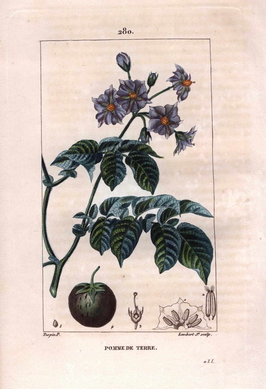 Botánica: patata - Planta de patata, flores y fruto, Solanum tuberosum de Pierre Jean Francois Turpin