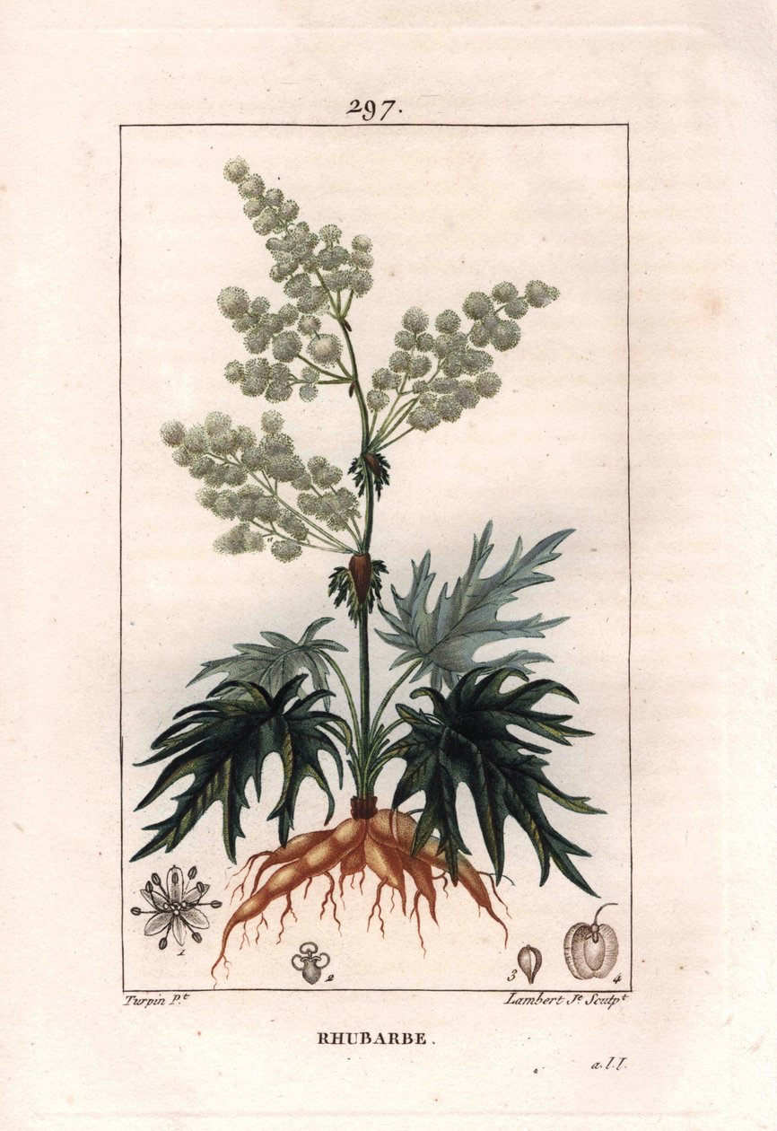 Botánica: ruibarbo - Planta de ruibarbo, hojas y raíces, Rheum rhabarbarum de Pierre Jean Francois Turpin