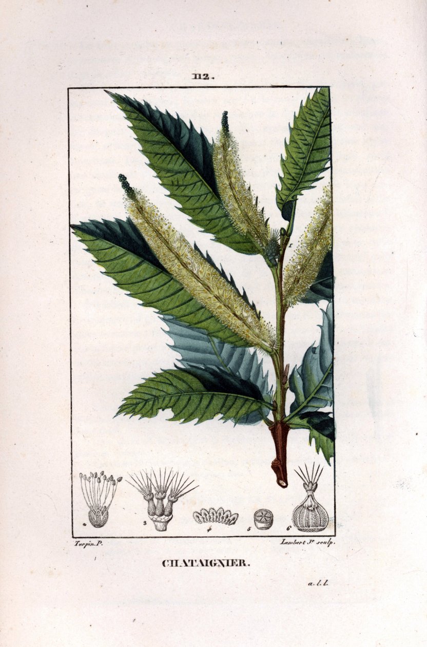Rama de castaño - Castaño dulce, Castanea sylvestris de Pierre Jean Francois Turpin