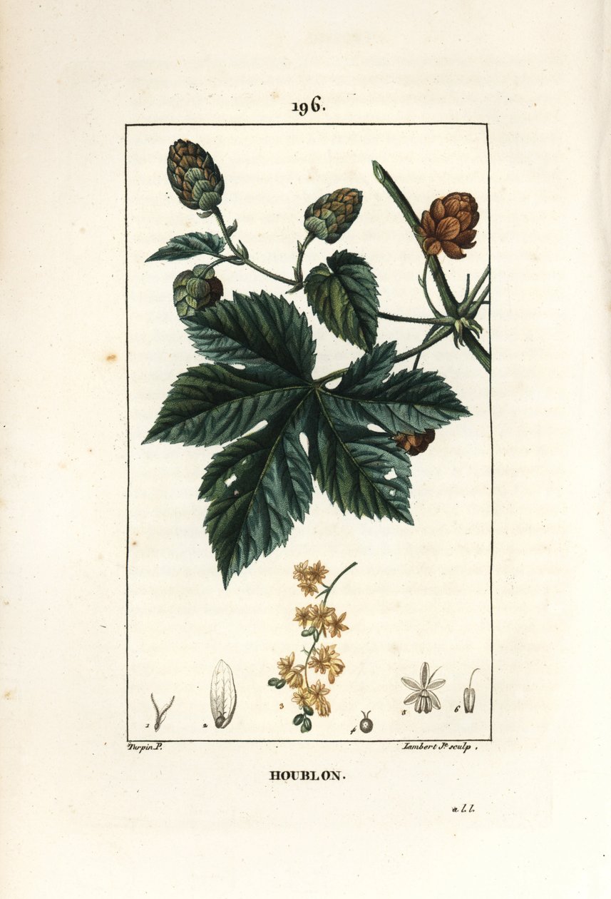 Lúpulo trepador, mostrando hojas y flores de Pierre Jean Francois Turpin