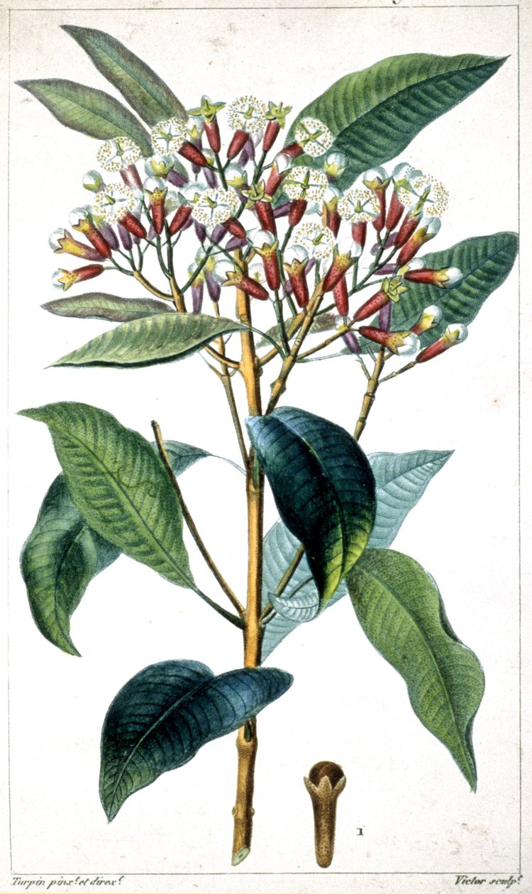 Clavero y clavo de olor, mediados del siglo XIX (litografía) de Pierre Jean Francois Turpin