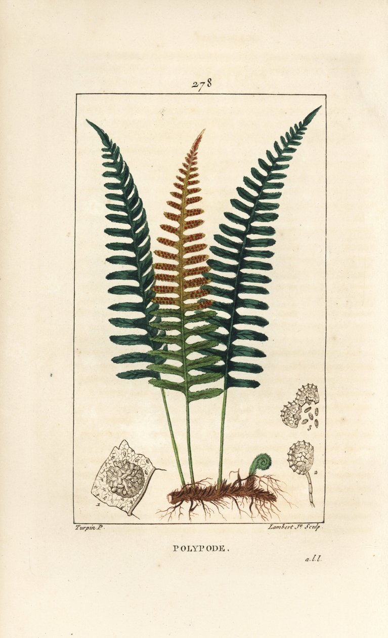 Polipodio común - Helecho Polypodium vulgare, con hoja, semilla y raíz. Grabado en cobre a mano coloreado por Lambert Junior de un dibujo de Pierre Jean-Francois Turpin de 