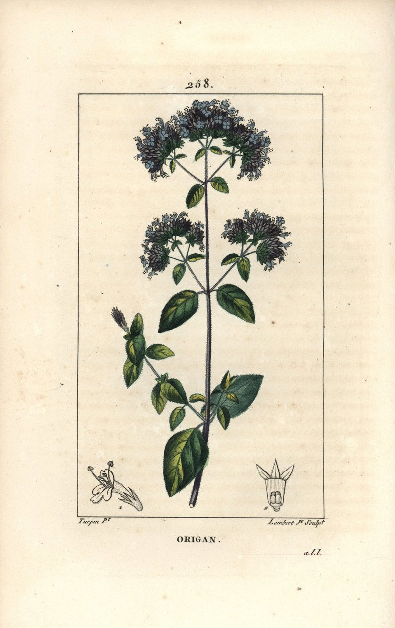 Orégano común, también llamado mejorana silvestre - Origanum vulgare, con flor, hoja, tallo y semilla. Grabado en cobre a mano a color por Lambert Junior de un dibujo de Pierre Jean-Francois Turpin de Chaumeton, Poiret y de Pierre Jean Francois Turpin