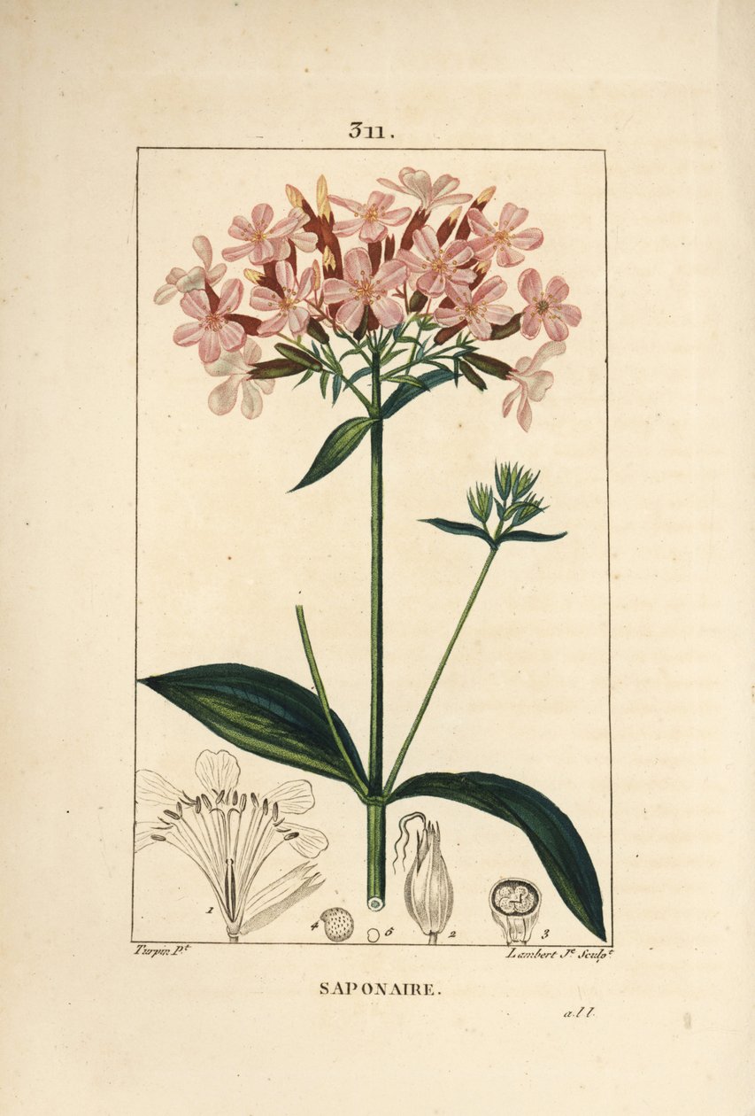 Jabón común, Saponaria officinalis, con flor, hoja, tallo y semilla. Grabado en cobre a mano coloreado por Lambert Junior de un dibujo de Pierre Jean-Francois Turpin de 