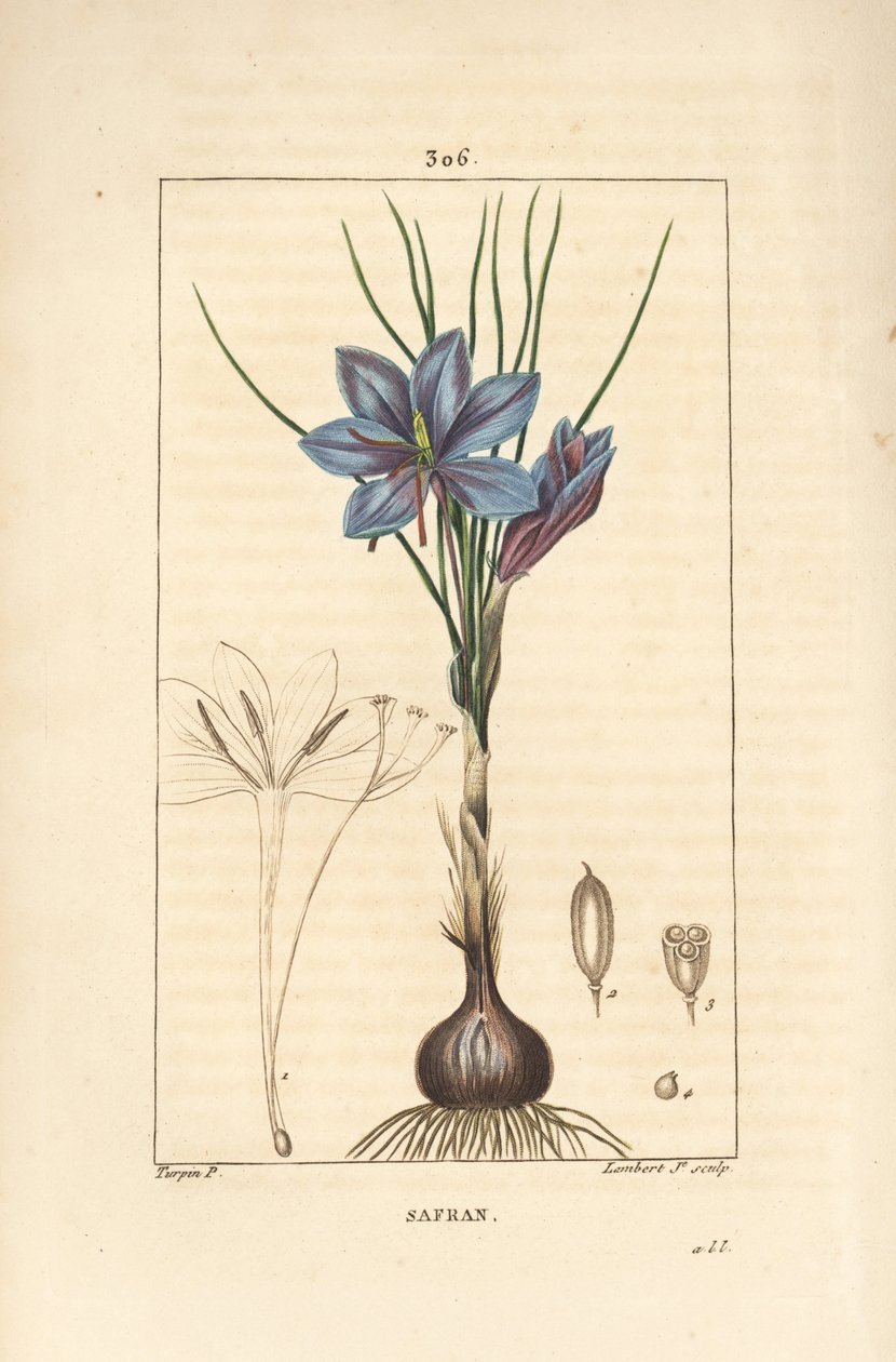 Crocus sativus, mostrando flor, hoja, tallo, bulbo y estigma. Grabado en cobre a mano coloreado por Lambert Junior de un dibujo de Pierre Jean-Francois Turpin de Pierre Jean Francois Turpin