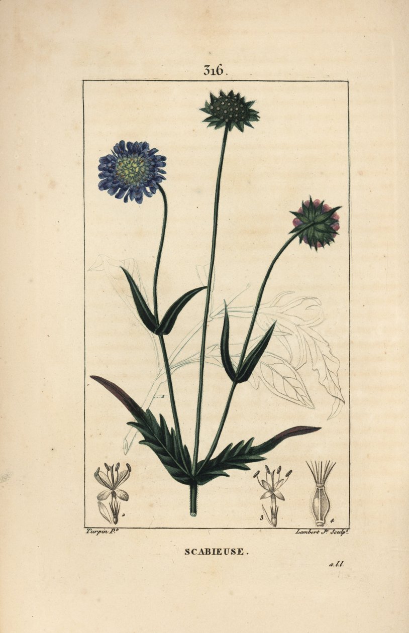 Escabiosa de campo - Escabiosa de campo, Knautia arvensis, con flor, hoja, tallo, semilla y contorno de hoja. Grabado en cobre a mano coloreado por Lambert Junior de un dibujo de Pierre Jean-Francois Turpin de “La Flore Médicale” de Chaumeton, Poiret y Cha de Pierre Jean Francois Turpin