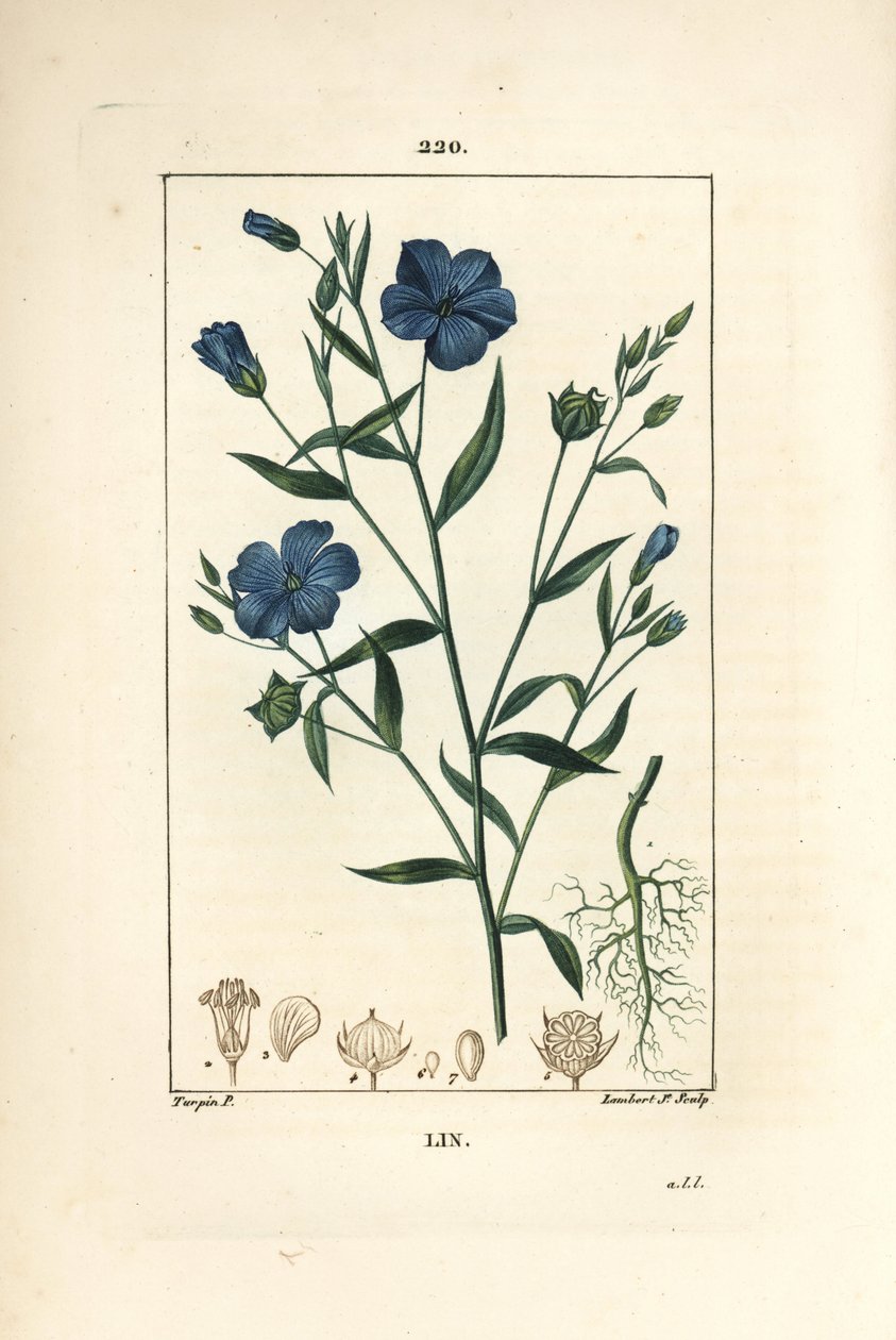 Lino - Linaza, Linum sativum. Ilustración de La Flore Medicale de Pierre Jean Francois Turpin