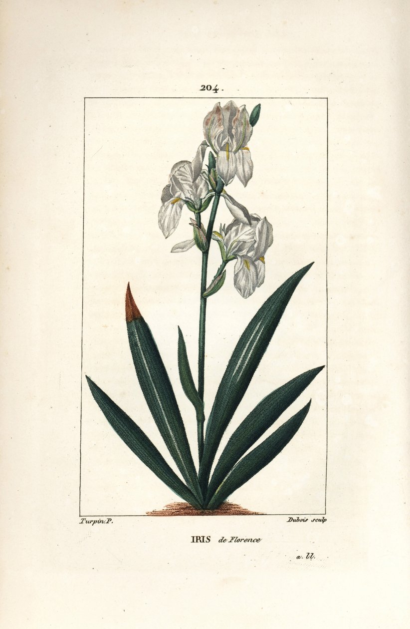 Iris florentino, Iris florentina, flor y hoja. Grabado en cobre a puntos coloreado a mano por Dubois de un dibujo de Pierre Jean-Francois Turpin de 