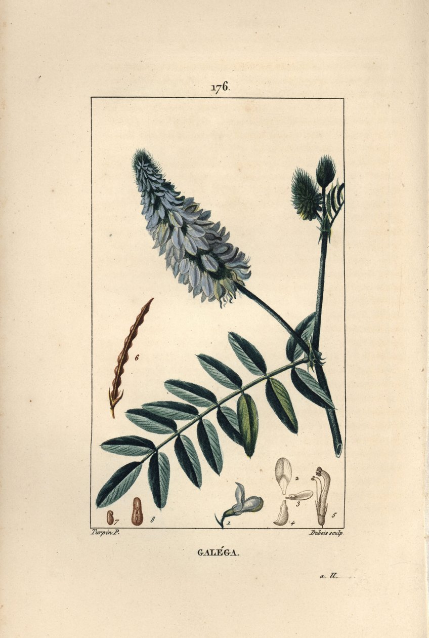 Galega - Rue de cabra, Galega officinalis, con flor, hoja y semilla. Ilustración de La Flore Medicale de Pierre Jean Francois Turpin