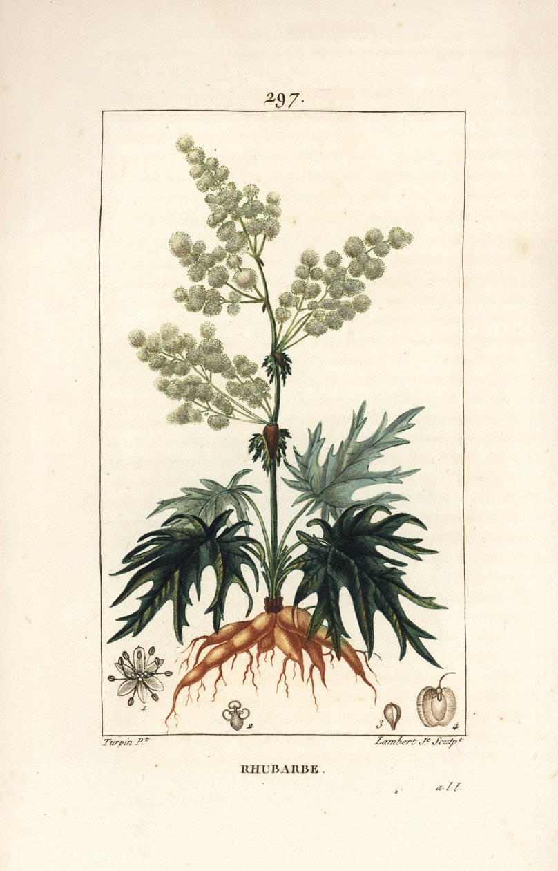 Ruibarbo de jardín - Ruibarbo, Rheum rhabarbarum (Rheum palmatum), con flor, tallo, hoja, semilla y raíz. Grabado en cobre a mano coloreado por Lambert Junior de un dibujo de Pierre Jean-Francois Turpin de “La Flore Médicale” de Chaumeton, Poiret y Chamber de Pierre Jean Francois Turpin
